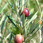 Olives on the olive tree Olives on the olive tree