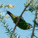 Blue-faced Parrot Finch