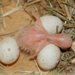 Varied Lorikeet Chick Varied Lorikeet Chick