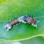 Citrus Swallowtail Caterpillar Citrus Swallowtail Caterpillar