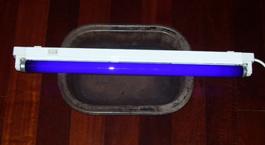 UV tube UV tube light source for UV photography of Marbeled Scorpion, Lychas marmoreus