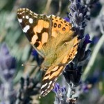 European Painted Lady on a Lavender bush. European Painted Lady on a Lavender bush.