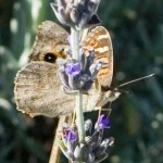 Meadow Argus butterfly