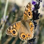 Meadow Argus butterfly