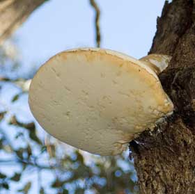 White Punk fungus