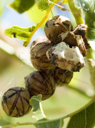 Bird-dropping Spider with egg sacks Bird-dropping Spider with egg sacks