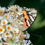European Painted Lady on a Buddliea flower. European Painted Lady on a Buddliea flower.