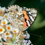 European Painted Lady on a Buddliea flower.