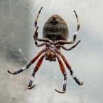 Garden Orb Spider - Eriophora transmarina Garden Orb Spider - Eriophora transmarina