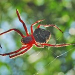 Garden Orb Spider - top view.