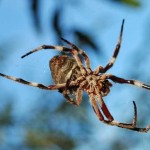 Garden Orb Spider - Eriophora transmarina Garden Orb Spider - Eriophora transmarina