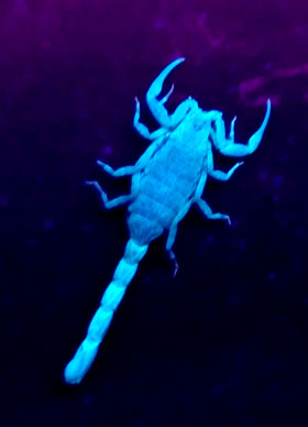 Marbeled Scorpion, Lychas marmoreus, under UV as photographed uncorrected with Nikon D70