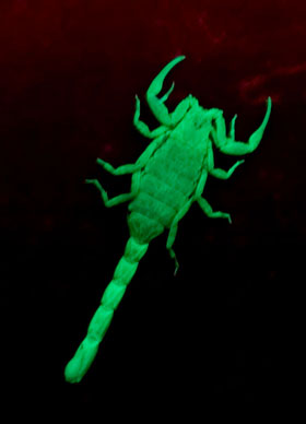 Marbeled Scorpion, Lychas marmoreus, under UV, colour corrected.