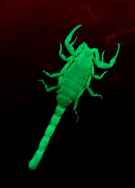 Marbeled Scorpion Marbeled Scorpion, Lychas marmoreus, under UV, colour corrected.