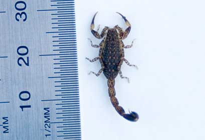 Marbeled Scorpion, Lychas marmoreus, against rule for size