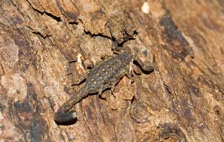 Marbeled Scorpion, Lychas marmoreus, released on bark pile.