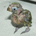 L'rie, Varied Lorikeet chick, 28May 2011