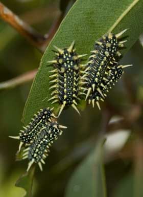 Black slug cup moth caterpillars