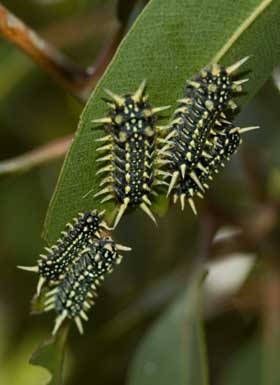 http://www.kathyw.org/wp-content/uploads/2011/05/cup_moth_caterpillars.jpg