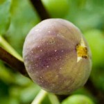 Figs, February, 2011 Figs, February, 2011