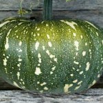 Jap pumpkin, 28th February, 2011 Jap pumpkin, 28th February, 2011
