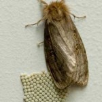 White Cedar Moth laying eggs