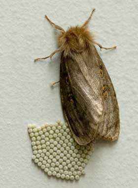 White Cedar Moth caterpillar - Leptocneria reducta