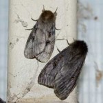 White Cedar Moths