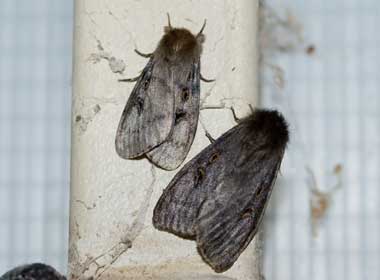 Silky mop head White cedar moth Leptocneria reducta Lymant…