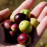 First olives, April, 2011