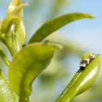 Citrus Swallowtail Caterpillar, 5th April, 2011