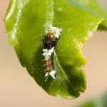 Citrus Swallowtail Caterpillar, 5th April, 2011