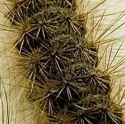 White Cedar Moth caterpillar close up of spiky hairs.