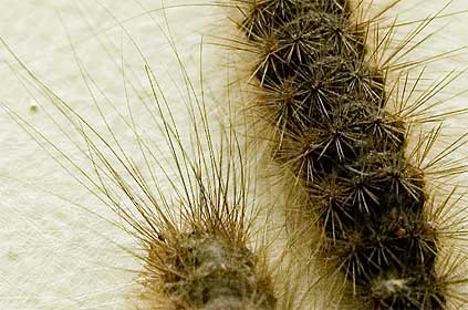 White Cedar Moth caterpillars on the bark of the White Cedar - Stock Image