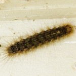 White Cedar Moth Caterpillar