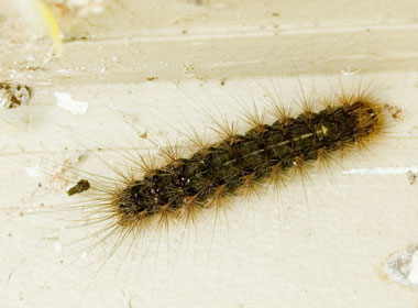 White Cedar Moth caterpillars on the bark of the White Cedar - Stock Image