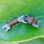 Citrus Swallowtail Caterpillar, 17th April, 2011