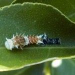 Citrus Swallowtail Caterpillar, 25th April, 2011