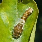 Citrus Swallowtail Caterpillar, 25th April, 2011