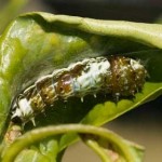 Citrus Swallowtail Caterpillar, 25th April, 2011