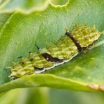 Citrus Swallowtail Caterpillar, 29th April, 2011