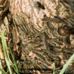 White Cedar Moth caterpillars at base of White Cedar tree