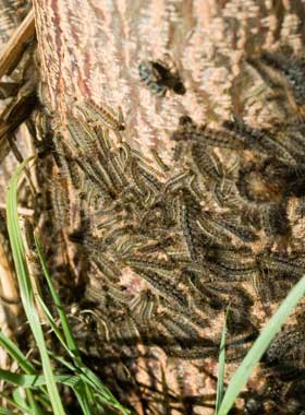 White Cedar Moth caterpillars on the bark of the White Cedar - Stock Image