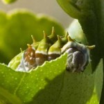 Citrus Swallowtail Caterpillar, 3rd May, 2011