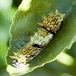 Citrus Swallowtail Caterpillar, 3rd May, 2011