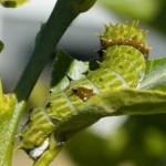 Citrus Swallowtail Caterpillar, 3rd May, 2011