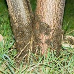 White Cedar Moth caterpillars on White Cedar tree trunk