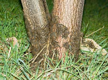 White Cedar Moth caterpillars on the bark of the White Cedar - Stock Image