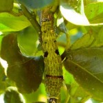 Citrus Swallowtail Caterpillar, 26th May, 2011