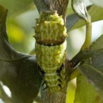 Citrus Swallowtail Caterpillar, 30th May, 2011